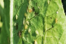 除蚜虫的环保方法，可以用大蒜、烟叶、辣椒等