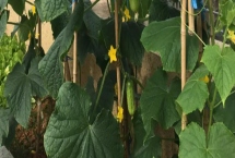 黄瓜留几个主枝好，一般留2-3个主枝即可