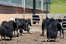 牦牛的养殖技术，每年要根据免疫流程进行严格防疫