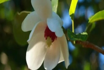 天女花怎么种，可扦插可播种