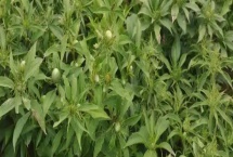 白术苗前除草剂的的选择，氟乐灵乳油和草胺乳油适合播种前除草