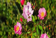 玫瑰花招虫子如何解决，喷施氧化乐果等药物可有效灭杀