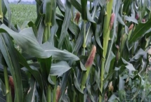 西大918玉米品种特性，该品种属中熟杂交玉米