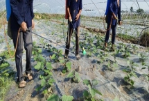 蔬菜农药的安全间隔期，不同药物的安全间隔期有较大差异