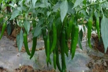 辣椒用什么土种，选择微酸性或中性土种为佳