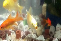 金鱼一般能活多久，一般能活到6、7岁