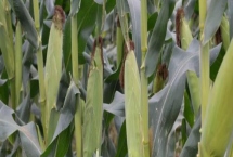 日茂7号玉米种简介，注意防治玉米丝黑穗病