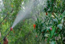 肥液能不能喷施花叶，喷施浓度为0.1%