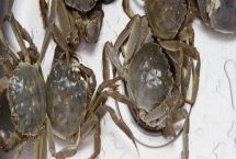 养殖螃蟹一亩的成本是多少，大约在3800元左右