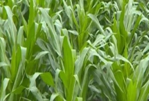 高科903玉米品种特性，适宜播期4月上旬-5月上旬