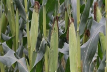 金粮527玉米品种的特性，密度6000株/亩左右