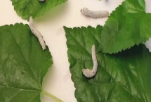 怎么养蚕，先将蚕具和蚕室进行彻底消毒