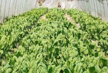 温室蔬菜冬季施肥注意事项,谨记以下十不宜