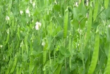 荷兰豆什么时候种植，分为春秋两季播种