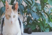 猫咪在户外散养好不好，有利也有弊