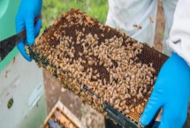 哪些人不适合养蜜蜂，主要针对这5类人群