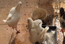 鸽子避光法的意思，是指人为减少光照强度