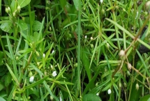 白花蛇舌草怎么种植,种子应拌土播撒