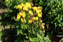 秋季怎么养护菊花，每天要晒光2-3小时