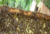 蜂群如何合并双王群，不可强行合并