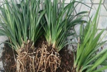 盆景根系养护方法，光照充足很重要