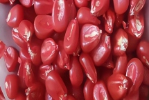 玉米拌种的作用,可有效防烂种、病虫害及倒伏