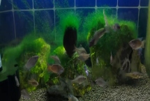 盐对于观赏鱼养殖的作用，可有效杀菌并预防一些疾病