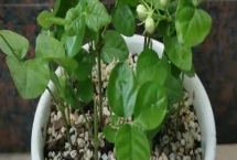 茉莉枝条怎么扦插，斜切枝条再插入土壤中可增加吸水面积