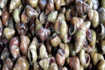 螺蛳是什么动物，是常见的软体动物