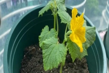黄瓜苗很小就开花的原因,很有可能是种子有问题