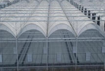 冬季大棚为什么温度低，可能是棚膜出现破损所导致