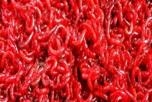 红虫和蚯蚓有什么区别，红虫身体鲜红呈蠕虫状