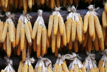 先玉1925玉米品种特性，适宜播种期4月下旬-5月上旬