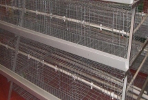 鸡笼如何搭建，根据鸡的数量来确定大小