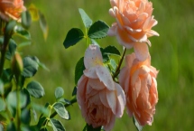 月季缓苗期能换盆吗，月季缓苗期不建议换盆