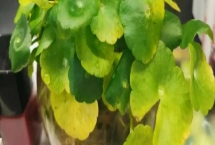 铜钱草冬天叶子黄了是什么原因，怎么解决