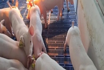 养猪需要办理哪些手续，首先要向养殖用地所在村委会提出申请