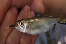 秋田狐钩钓白条鱼的效果，钩身较轻对白条鱼的垂钓效果较好