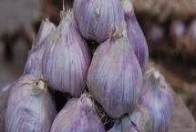 蒜瓣为何在暑假期间不发芽，可能是温度太高、没有去顶、缺水等因素造成