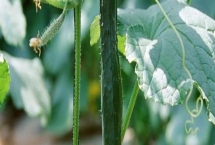 黄瓜生理病害有哪些，易造成节间长、易倒伏等