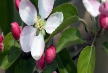 苹果的开花期是什么时候，通常在4-5月份