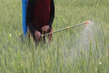 如何正确使用吡嘧磺隆，对水稻幼苗期有一定药害