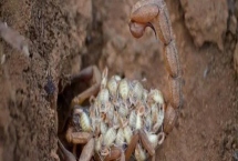 蝎子一年可以繁殖几次，1年可以繁殖2次