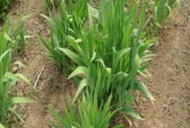 射干怎么种植，出苗前要保持土壤湿润