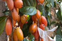 羊奶果的种植方法，播种或扦插后再适时移栽