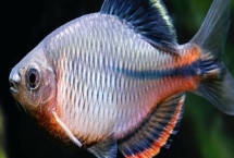 鳑鲏鱼吃什么，荤素兼食