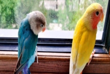 黄桃鹦鹉的智商，比较聪明喜欢与人互动
