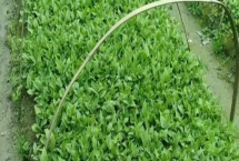 辛夷怎么繁殖,可采用播种、扦插等方法