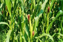 中河玉66玉米种子特征特性，出苗至成熟137.0天