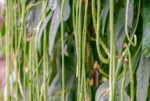 卜豆角是什么地方的特产,是湖南地区的特产